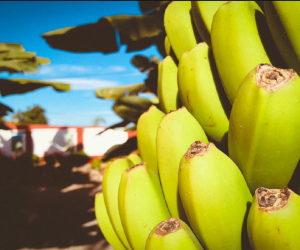 plantation de bananes du musée
