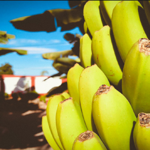 plantation de bananes du musée