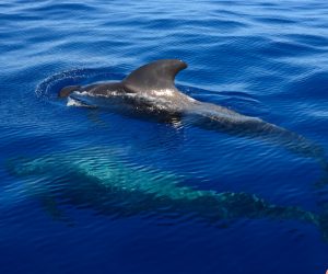 Croisière d’observation des baleines et dauphins